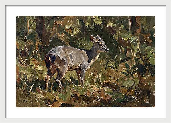 Gray Brocket In Nature