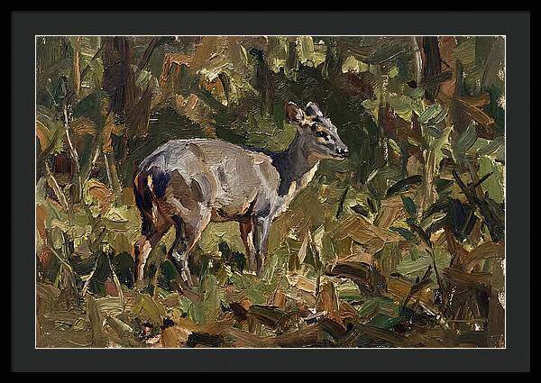 Gray Brocket In Nature
