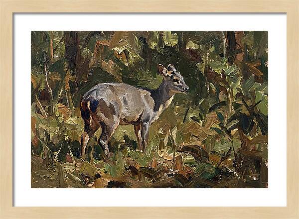 Gray Brocket In Nature