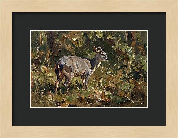 Gray Brocket In Nature