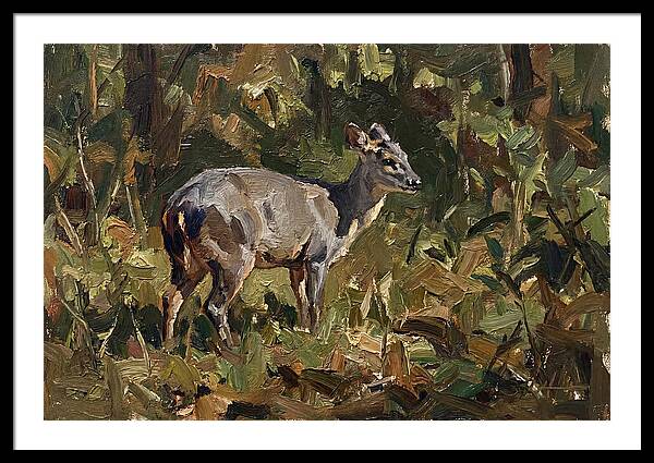 Gray Brocket In Nature