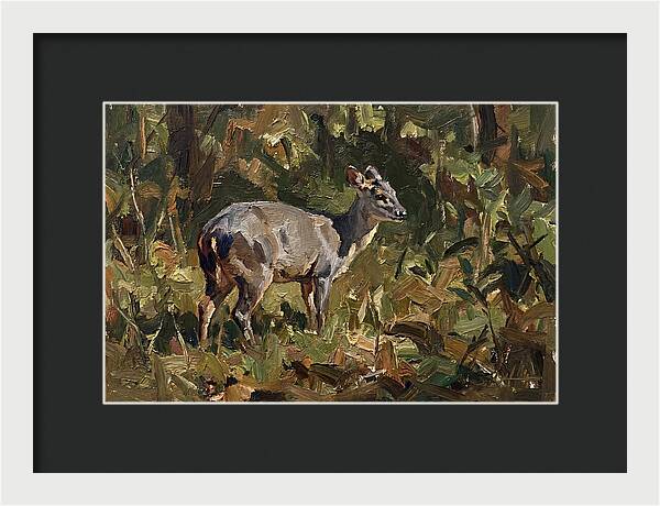Gray Brocket In Nature