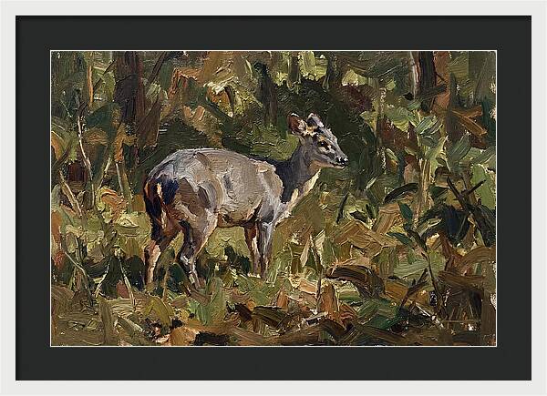Gray Brocket In Nature
