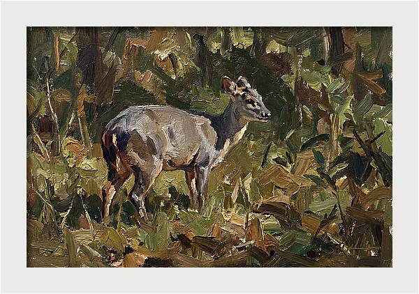 Gray Brocket In Nature