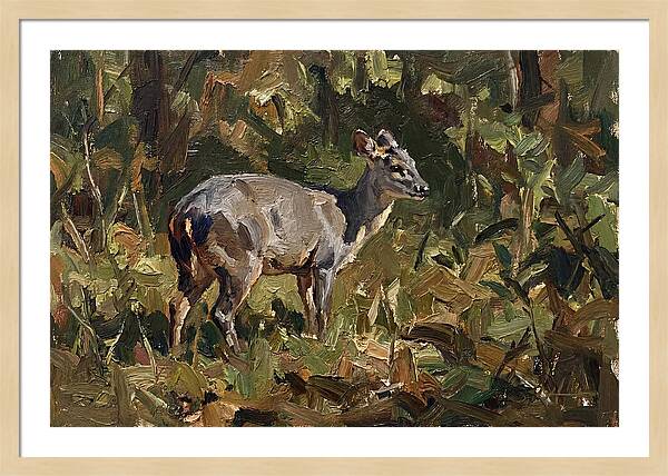 Gray Brocket In Nature