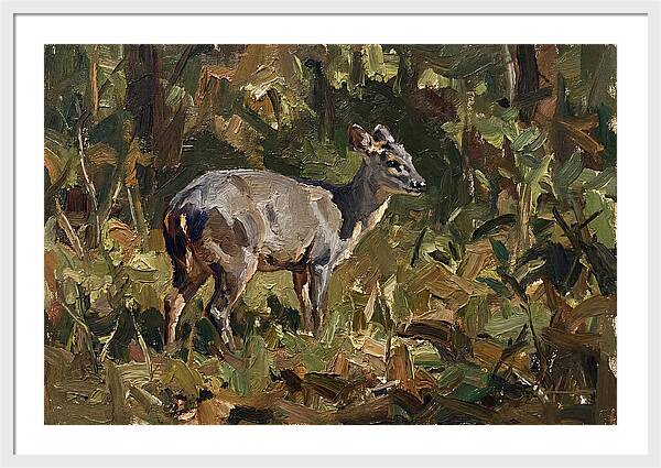 Gray Brocket In Nature