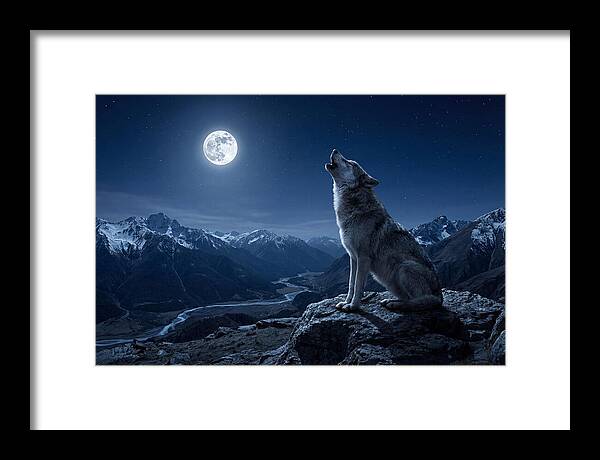 Gray Wolf Howling Under Moonlight