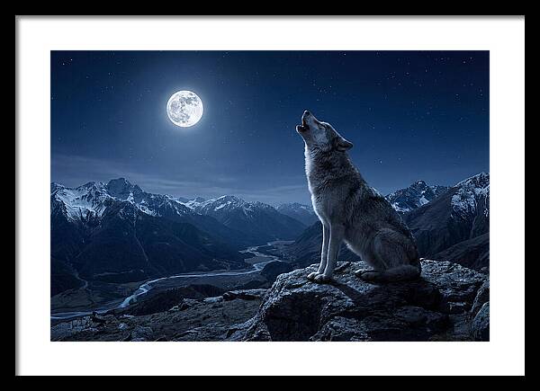Gray Wolf Howling Under Moonlight