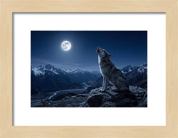 Gray Wolf Howling Under Moonlight