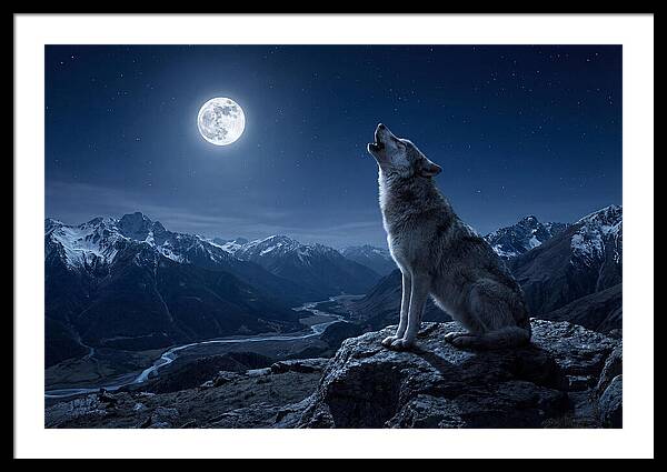 Gray Wolf Howling Under Moonlight
