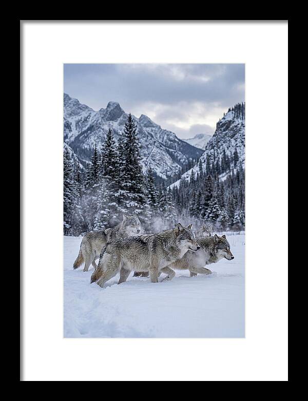 Gray Wolf Pack In Snow