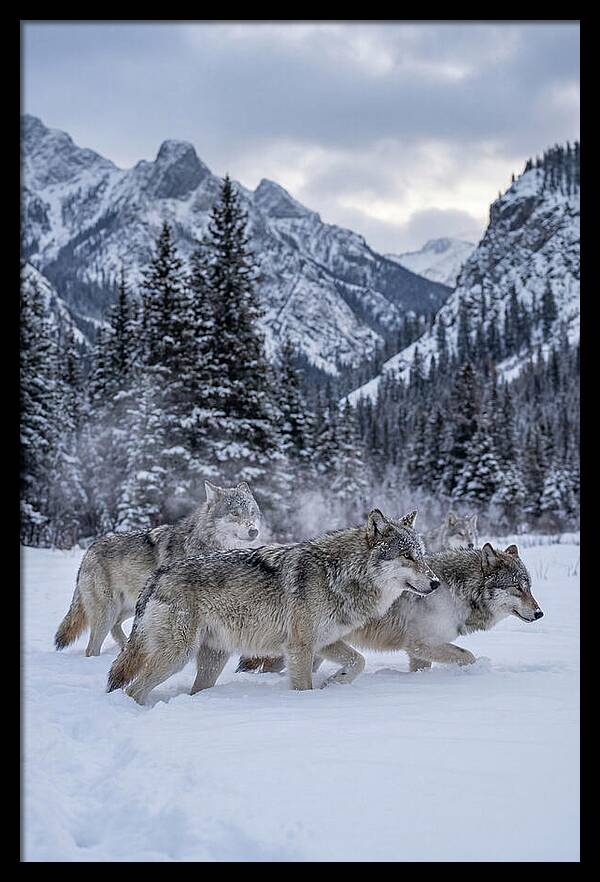 Gray Wolf Pack In Snow