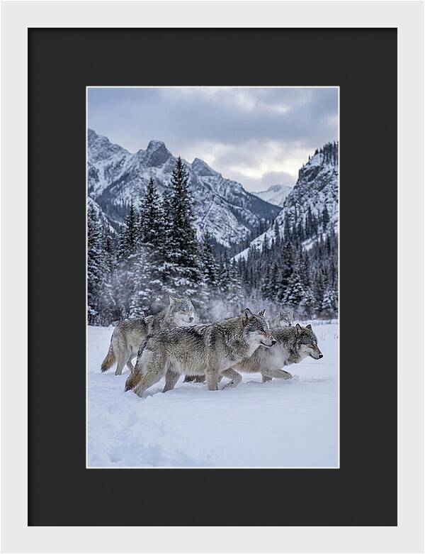 Gray Wolf Pack In Snow