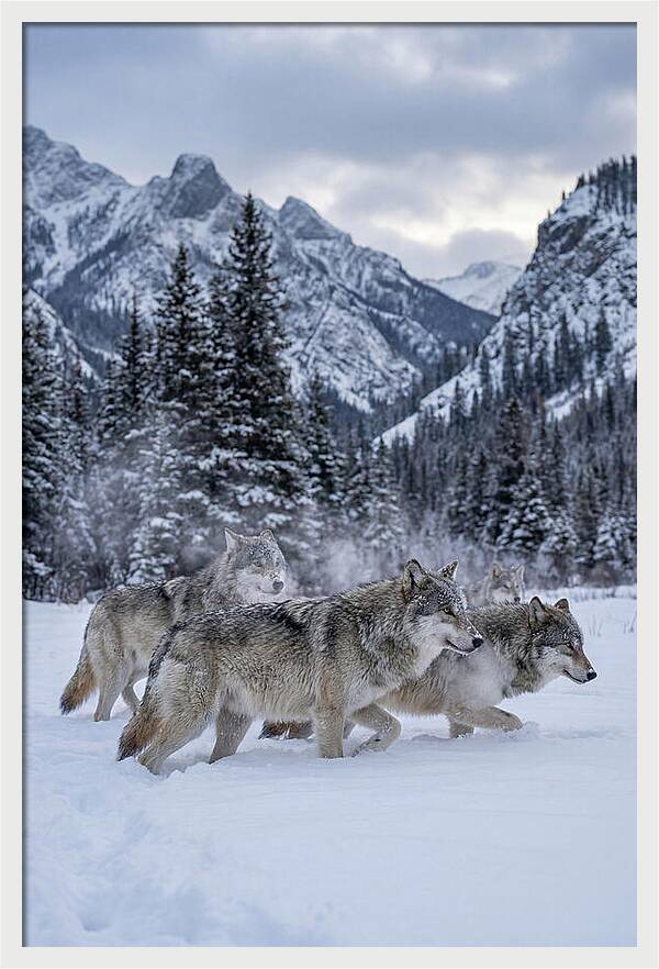 Gray Wolf Pack In Snow
