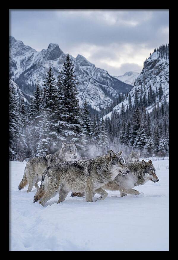 Gray Wolf Pack In Snow