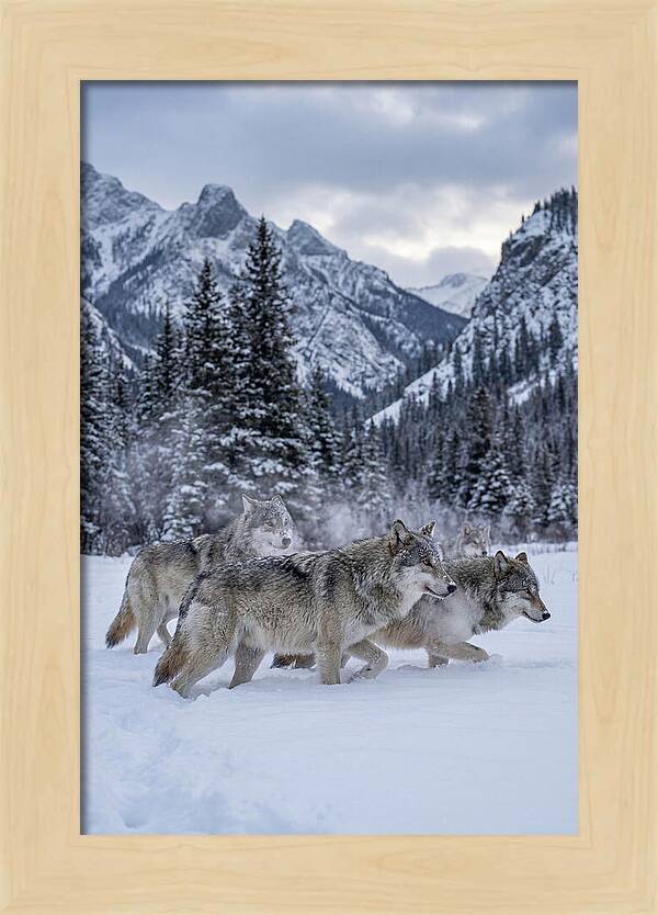 Gray Wolf Pack In Snow