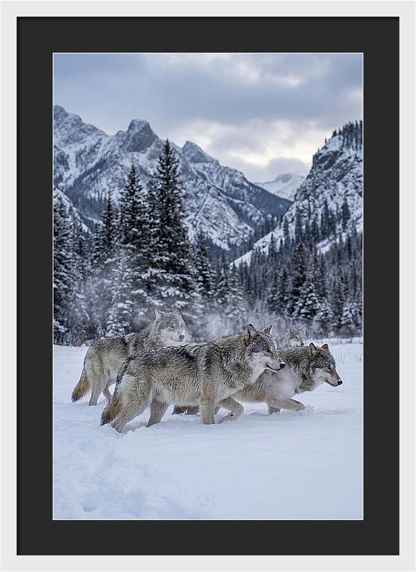Gray Wolf Pack In Snow