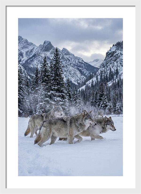 Gray Wolf Pack In Snow