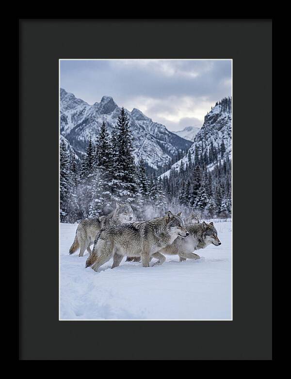 Gray Wolf Pack In Snow