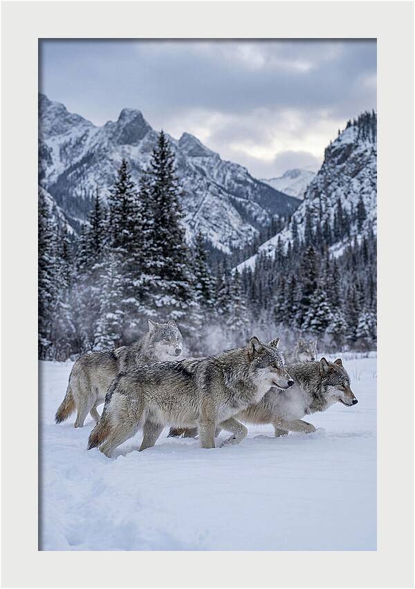 Gray Wolf Pack In Snow