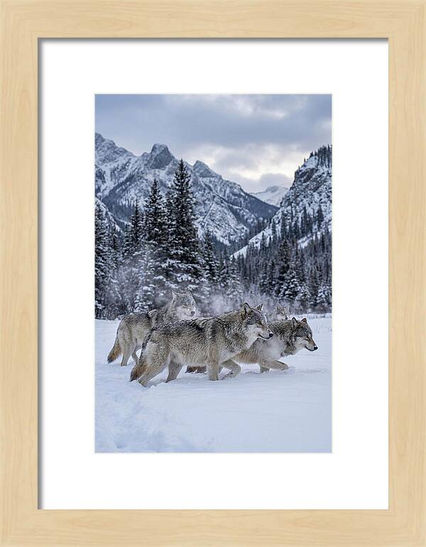 Gray Wolf Pack In Snow
