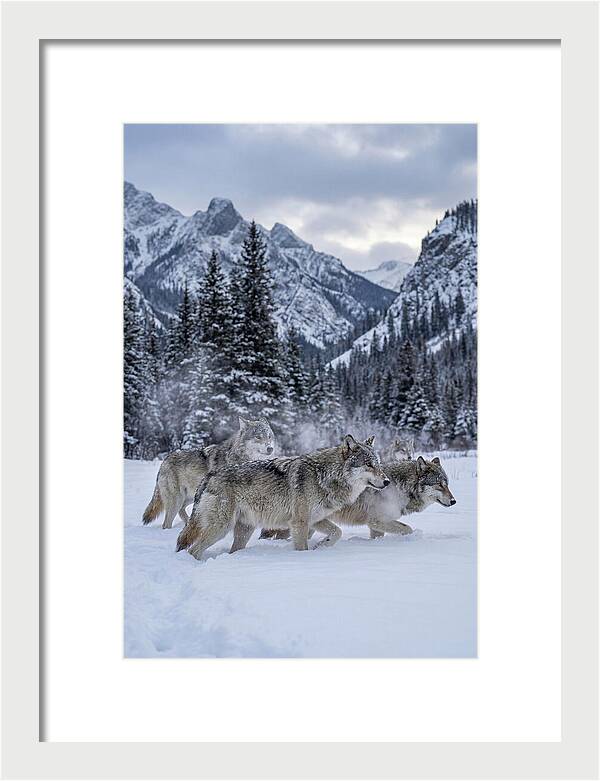 Gray Wolf Pack In Snow