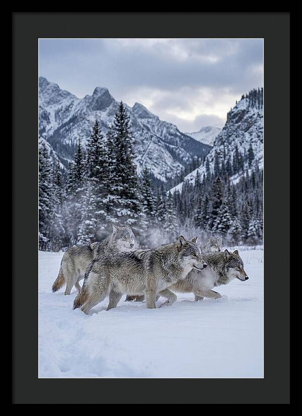 Gray Wolf Pack In Snow