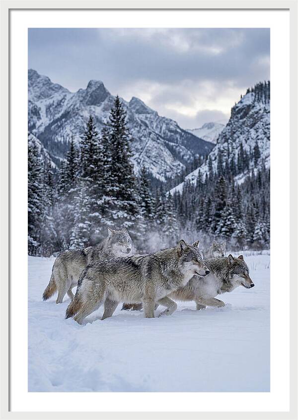 Gray Wolf Pack In Snow