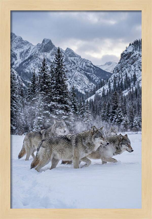 Gray Wolf Pack In Snow