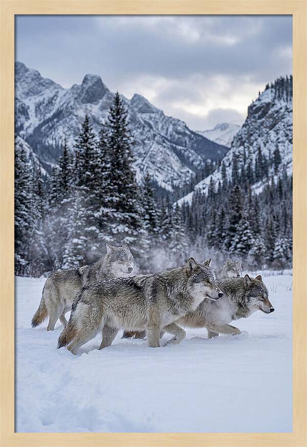 Gray Wolf Pack In Snow