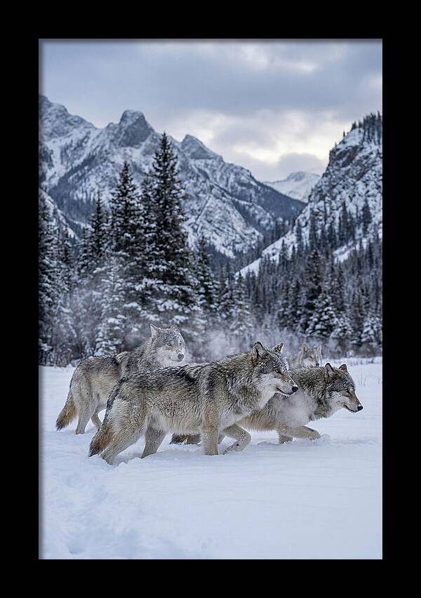 Gray Wolf Pack In Snow