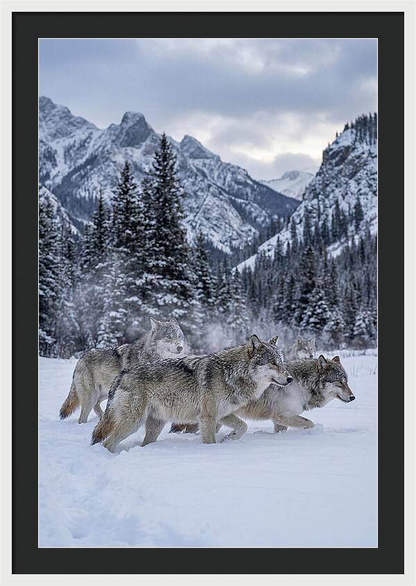 Gray Wolf Pack In Snow