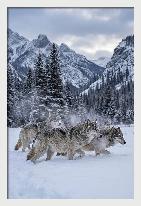 Gray Wolf Pack In Snow
