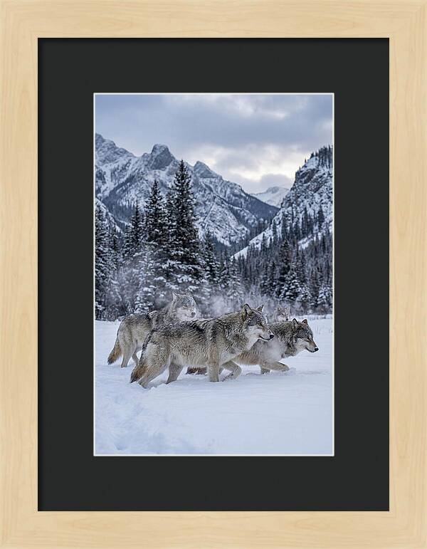 Gray Wolf Pack In Snow