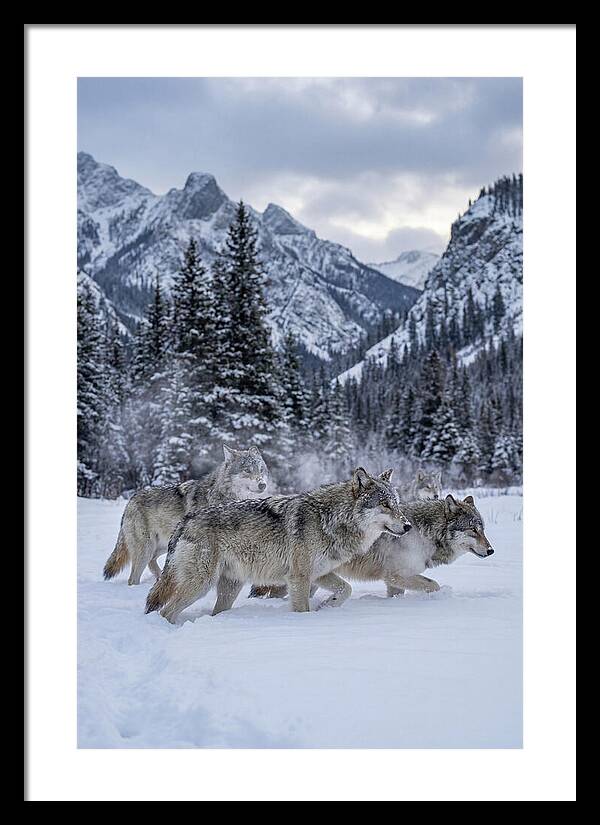 Gray Wolf Pack In Snow