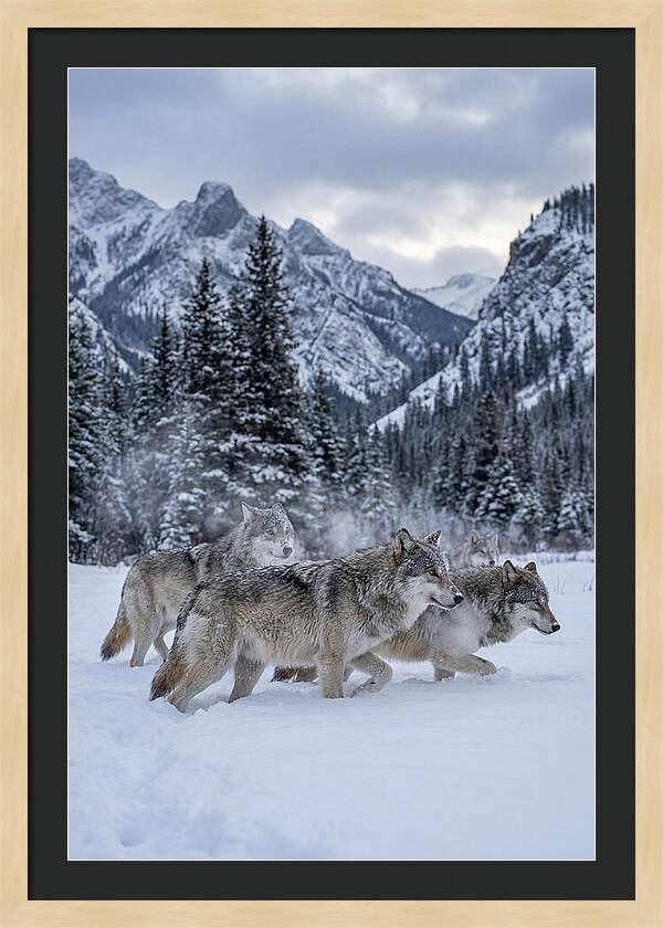 Gray Wolf Pack In Snow