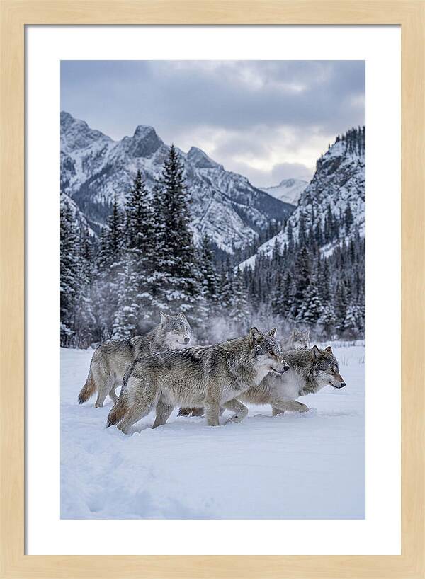 Gray Wolf Pack In Snow