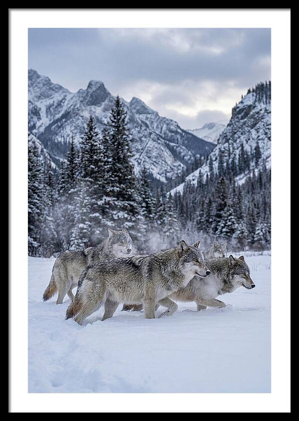 Gray Wolf Pack In Snow