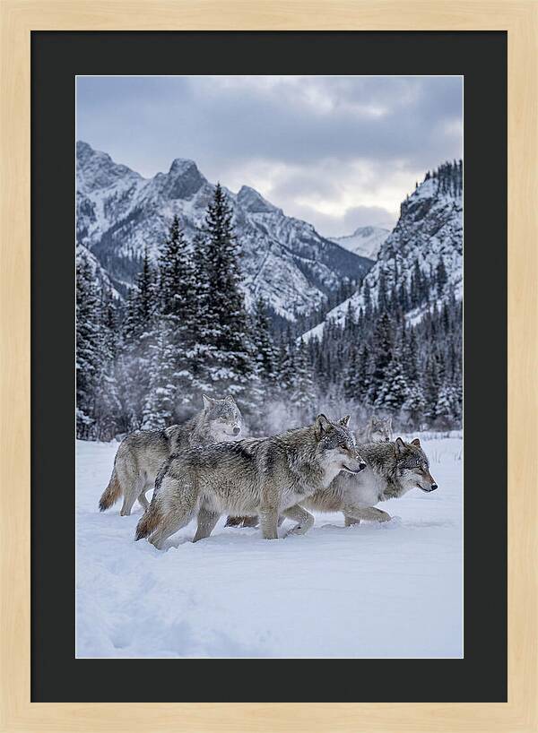 Gray Wolf Pack In Snow