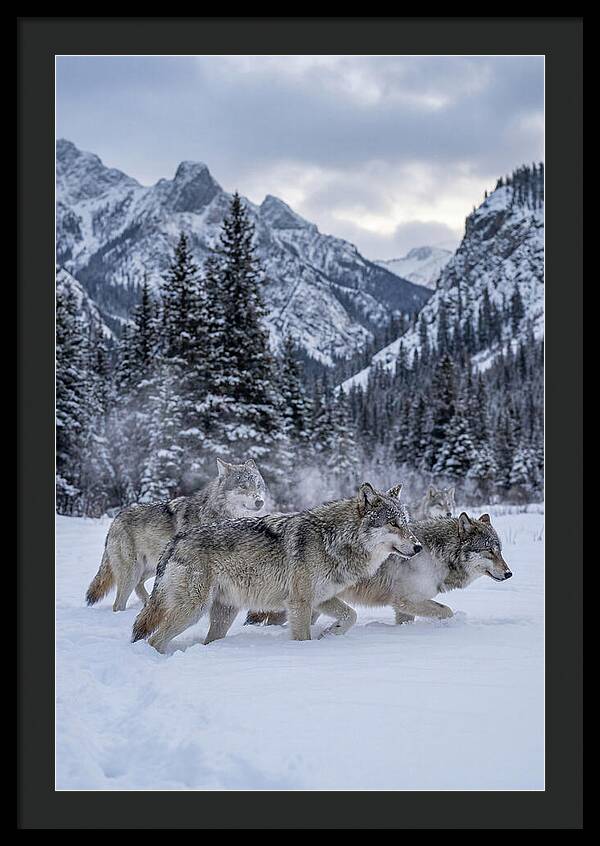 Gray Wolf Pack In Snow