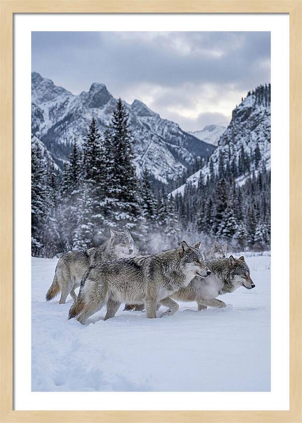 Gray Wolf Pack In Snow
