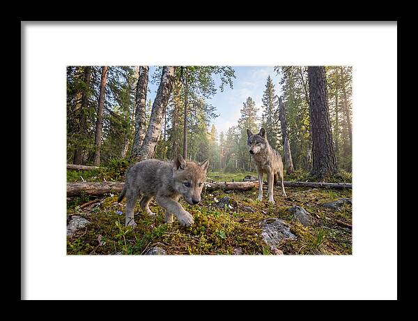 Gray Wolf Pup Exploring Nature
