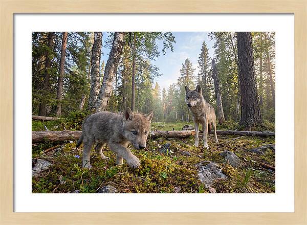 Gray Wolf Pup Exploring Nature