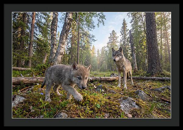 Gray Wolf Pup Exploring Nature