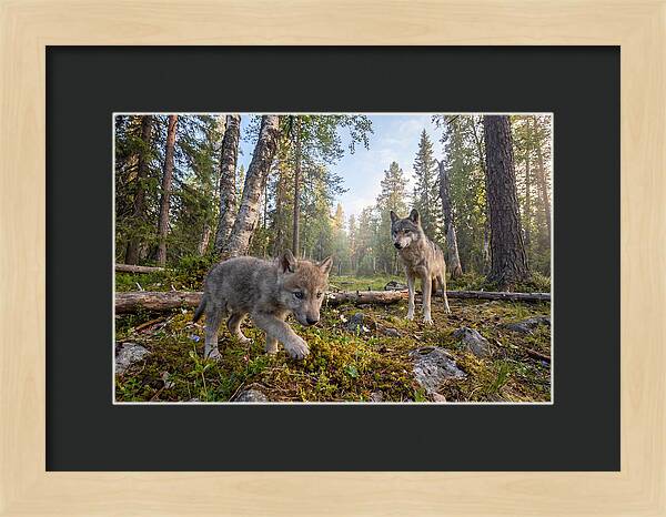 Gray Wolf Pup Exploring Nature
