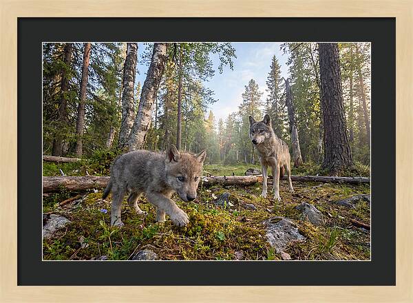 Gray Wolf Pup Exploring Nature
