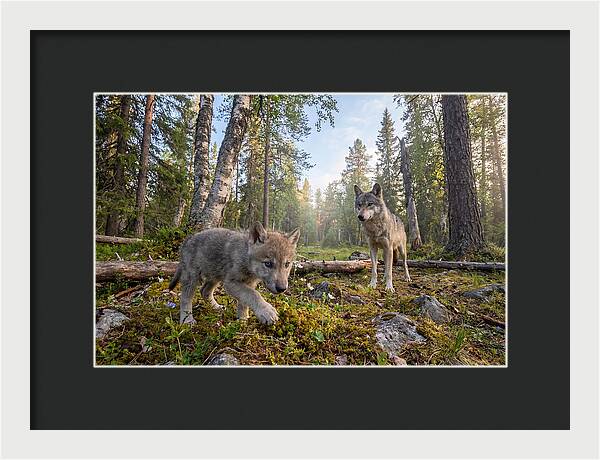 Gray Wolf Pup Exploring Nature