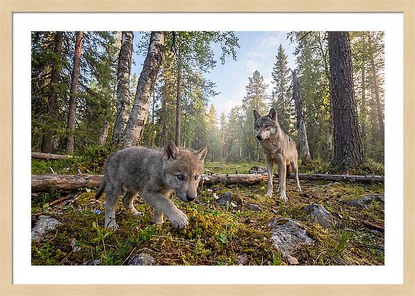 Gray Wolf Pup Exploring Nature
