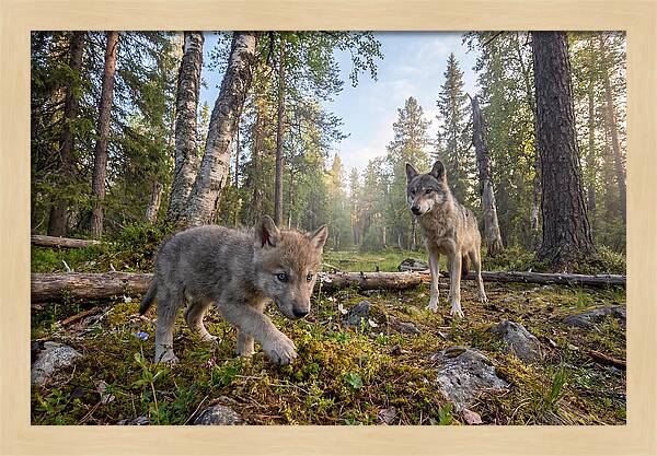 Gray Wolf Pup Exploring Nature