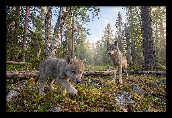 Gray Wolf Pup Exploring Nature